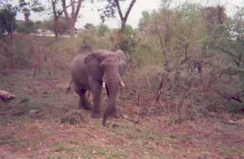 Elephant - An elephant in Africa