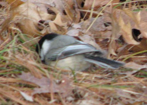 Bird feeding on the ground - This was taken using the opitcal and digital zoom on my camera. My camera is ahe Canon S5.