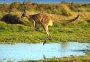 australia - It is the best place to enjoy urself... really a wonderful place to go..and have all fun