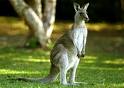 australia - its a wonderful place to go.hab\ving all the species for the ages...