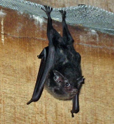 bats - bats....but hate them