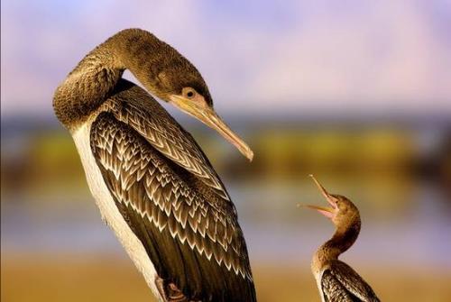 mother and kid - a moving scene.an affectionate mother