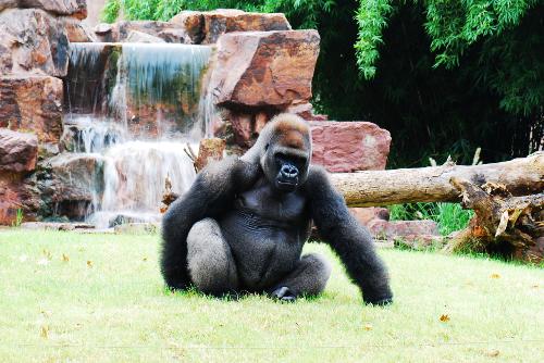 Animal - I'd like to see him in the zoo,and also feel sad for him every time.