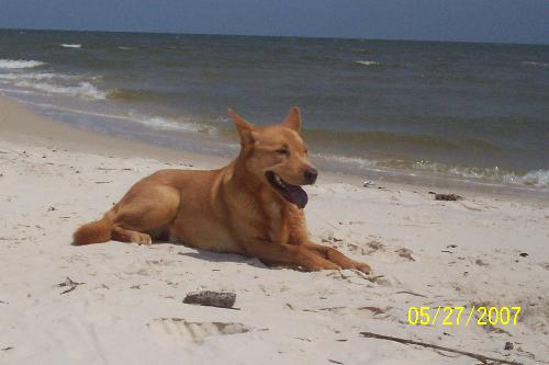 Sierra - My dog Sierra at the beach in Mississippi.