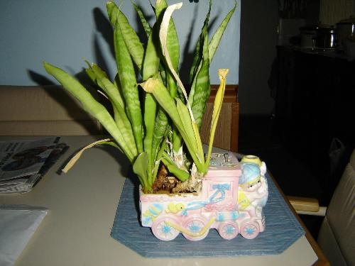 House Plant - Plant celebrating it's 36th birthday next month.