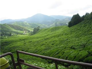 Cameron Highlands -  Cameron Highlands is 1 of the most popular travel destination in malaysia.This place is known for it's cold weather amid the all year summer in malaysis. Jungle trakking is very popular here.