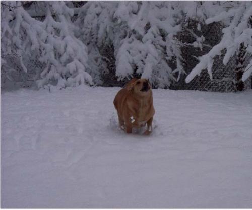Robbie playing in the snow  - This is Robbie, we adopted him knowing he would die within months. Our love for each other has kept him going for almost 9 years now.