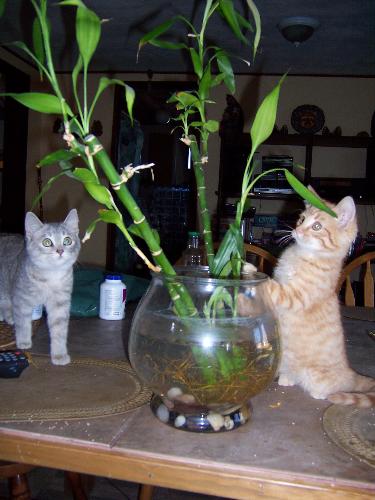 Two kitties getting into mischief - This is a photo of two of our five cats getting into mischief with a bamboo plant. Ellie is the gray female...Tee-Tooh is the smallest of two ginger male cats.