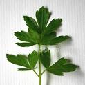 parsley in soup - parsley