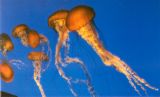 JellyFish - Why are they invading the seas.