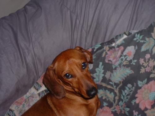 charlie brown. - my little baby boy sausage dog....