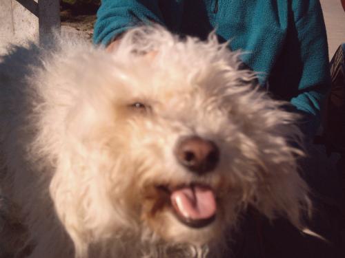 dogs - My Pet: Pelusa. It was too hot...