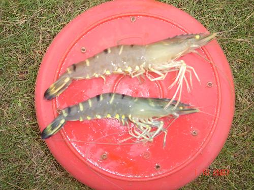 peneaous monodon - this is black tiger shrimp taken in india, gudur andrah pradesh by ronald canlas cp aquaculture india pvt ltd