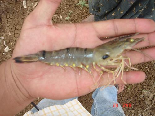 bacterial infection on black tiger shrimp - this was taken in one of my clients ponds in Gudur, INDIA... this kind of disorder comes when ur pond is loaded with bad bacterias coming from feed wastes, amonia accumulation in the ponds due to shrimp waste, plankton crash, feed waste, and chemical residues applied to the pond...  how to overcome this problem: contact Ronald O. Canlas 09182919494 canlasro@yahoo.com.ph