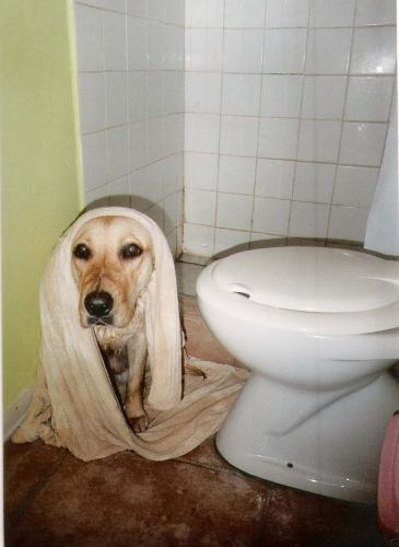 Silvie with towel - After a long bath - my dog (1 year old)