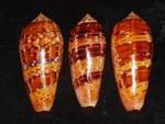 shell - discover the riches of the sea