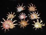 shell - beauties of the sea