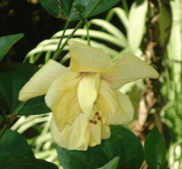 My Favorite Flower - My Own Snap - This is my favorite photo. I have lots of personal attachments to this photo.