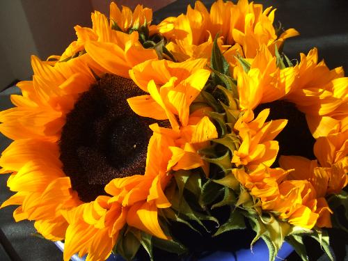 Flowers - bunch of sunflowers