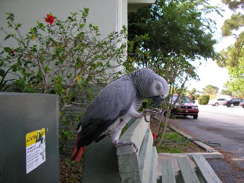 Tiamet African Grey - Tiamet: Babylonian goddess of the ocean.