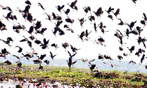 Migratory birds  - Migratory birds coming in large numbers to enjoy the winter season at Urpat Beel in Goalpara district . Every year thousands of birds come to this wetland just next to the Assam-Meghalaya border(India).