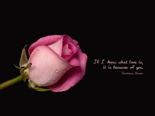 Rose - Pink Rose