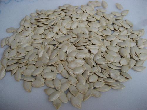 Pumpkins Seeds for 2008 - If these pumpkin seeds could talk what would they say to you? Eat me? Or something better? Pumpkins Seeds for 2008 - If these pumpkin seeds could talk what would they say to you? Eat me? Or something better?