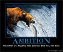 bear in he pic - its a bear pic written on which is ambition.