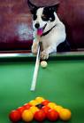 snooker - snooker dog