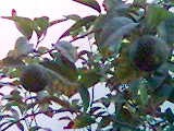 my orange tree - its my orange tree i will harvest it when its become ripe maybe 2 or 3 months more.