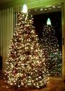 Christmas Tree - Big Christmas tree in home 