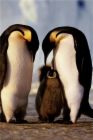 Penguin parents don&#039;t get the respect they deserve - penguin family