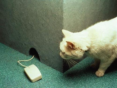 Chasing the Mouse !!! - this cat is looking at her enemy ... a mouse *** amazing picture
