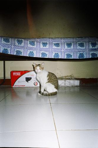 This is my pet cat Kitty  - My pet Kitty is now 6 years old.  She is a very intelligent cat.  When I'm a little late in giving her, her food, she comes to my bedside and taps me.  If I don't respond, she jumps on to the bed and all over me till I wake up.