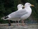 seagull - seagulls 