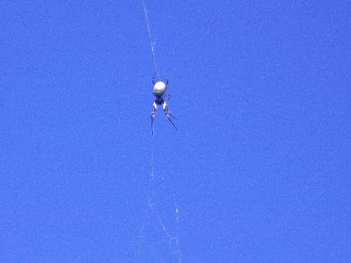 Beautiful nature and clear sky. - This was an early morning visitor while I was visiting my Dad in Tamworth one time.