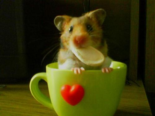 1 - funny hamster :-P