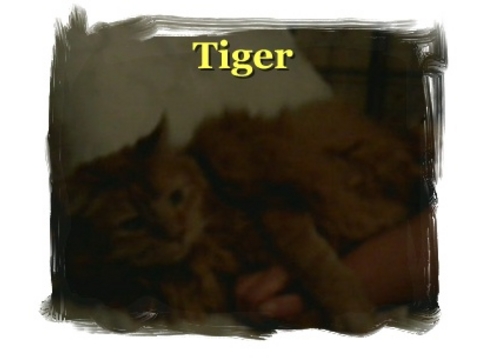 Tiger - One of my two cats
