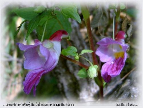 The beautiful Parrotflower - Nothing can compare to it&#039;s beauty