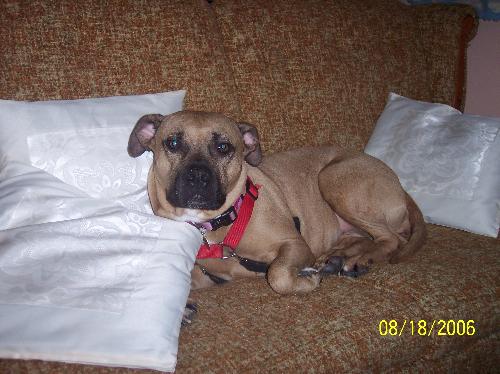 Cutie Dog - This is a picture of my dog Roofie. Cutie Dog - This is a picture of my dog Roofie.
