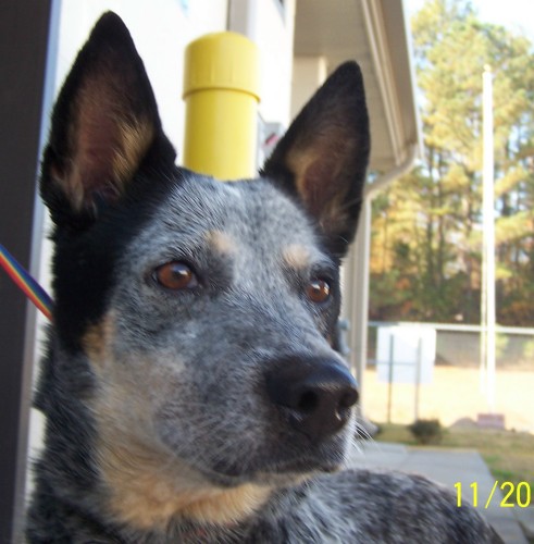 Australian Cattle Dog - This pretty dog is at Heard County Animal Control in Franklin Georgia. Updated november 25, 2007