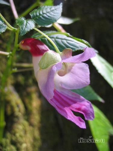 parrot flower - This is the last veiw