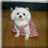 i will also wear the dress - so sweet the puppy isssssssssss