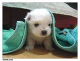 it is cool  - it is cool give me a blanket