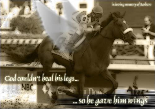 Barbaro - America's horse. Barbaro