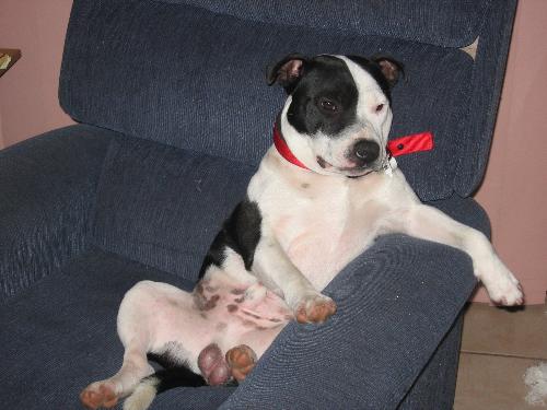 Boofda Relaxing - This is my staffy relaxing in front of the tv after a big day.