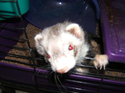 Our Ferret... - This is Rigby our ferret, the smartest animal in the world LOL