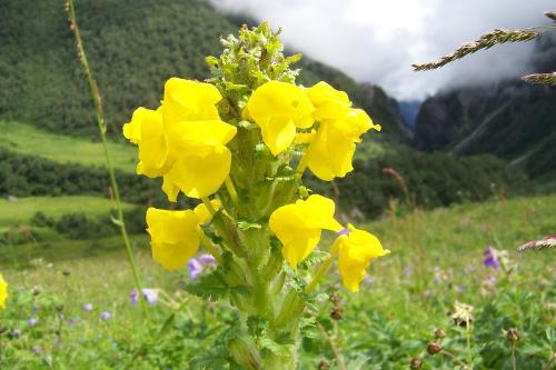 flower  - Indian flower