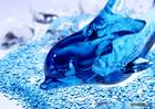dolphin - the animal which my brother likes best