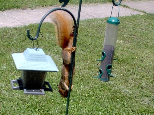 Little fellow just wants a bite - Took this from my living room of my bird feeder in the front yard